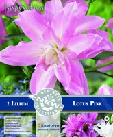 IDALIILIA KAPITEYN "DOUBLE LOTUS PINK" 2TK PAKIS