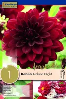 DAALIA KAPITEYN "ARABIAN NIGHT" 1TK PAKIS