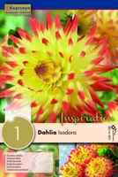 DAALIA KAPITEYN "ISADORA" 1TK PAKIS