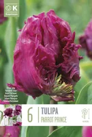 LILLESIBUL PAPAGOITULP "PARROT PRINCE"
