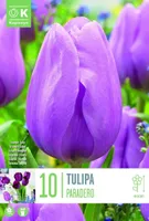 LILLESIBUL TRIUMF TULP "PARADERO"