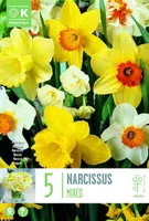 NARCISSUS LARGE CUPPED MIXED COLOURS