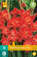 LILLESIBUL GLADIOOL ATOM 10TK