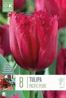 LILLESIBUL KAPITEYN NARMASÕIELINE TULP "PACIFIC PEARL" 8TK