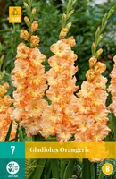 GLADIOOL RUFFLED ORANGERIE 12/14 7TK