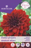 DAALIA ARABIAN NIGHT