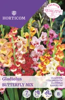 GLADIOOL BUTTERFLY MIX 7TK