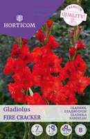 GLADIOOL FIRE CRACKER 7TK