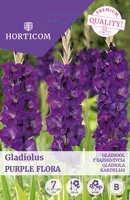GLADIOOL PURPLE FLORA 7TK
