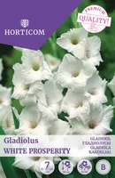 GLADIOOL WHITE PROSPERITY 7TK