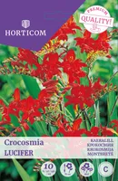 KAERALILL CROCOSMIA LUCIFER 10TK