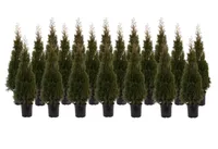 ELUPUU SMARAGD 120-140CM POTIS KASVANUD 20TK ALUSEL