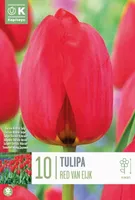 DARWIN HÜBRIID TULP KAPITEYN "RED VAN EIJK" 10TK