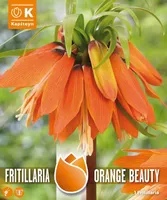 HARILIK PÜVILILL KAPITEYN "CROWN IMPERIAL" 1TK