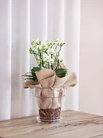 LILLEPOTT PORTO LÄBIPAISTEV Ø16CM