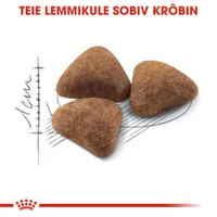 KUIVTOIT ROYAL CANIN INDOOR KASSIDELE 4KG