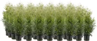 HARILIK ELUPUU "BRABANT" 60-80CM POTT ALUSEL 30 TAIME
