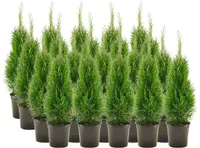 HARILIK ELUPUU "SMARAGD" 60-80CM POTT ALUSEL 20 TAIME