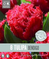 NARMAS TÄIDISÕIELINE TULP KAPITEYN BENDIGO 8TK