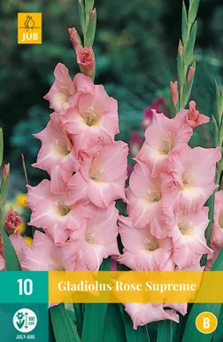 LILLESIBUL GLADIOOL "ROSE SUPREME" 10TK