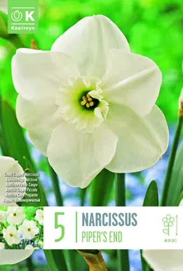 LILLESIBUL NARTSISS SMALL CUPPED PIPERS END 6TK PAKIS
