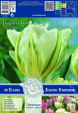 LILLESIBUL KAPITEYN TULP DOUBLE EXOTIC EMPEROR 10TK PAKIS