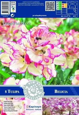 LILLESIBUL KAPITEYN TULP DOUBLE MULTI-HEADED BELICIA 8TK PAKIS