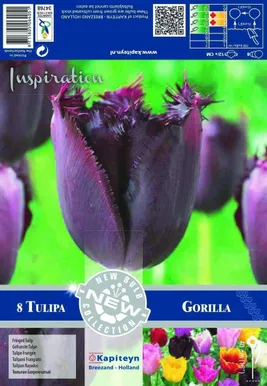 LILLESIBUL KAPITEYN TULP FRINGED CUBAN NIGHT 8TK PAKIS