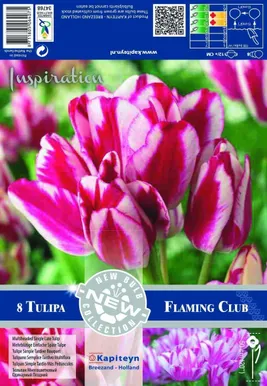 LILLESIBUL KAPITEYN TULP MULTI-HEADED SINGLE LATE FLAMING CLUB 8TK PAKIS