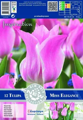 LILLESIBUL KAPITEYN TULP TRIUMPH MISS ELEGANCE 12TK PAKIS