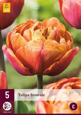LILLESIBUL JUB TULP BROWNIE 5TK PAKIS