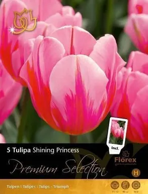 LILLESIBUL TULP FLOREX SHINING PRINCESS 11/12 5TK PAKIS