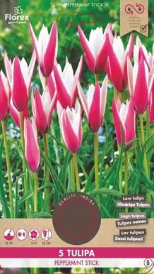 LILLESIBUL TULP FLOREX PEPPERMINT STICK 5TK PAKIS