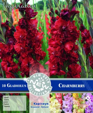 GOFREERITUD GLADIOOL KAPITEYN "CHAMBERRY" 10TK PAKIS