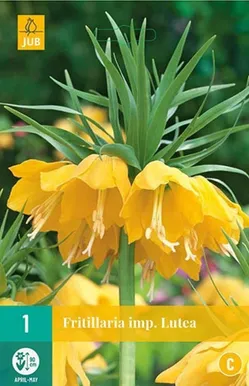 LILLESIBUL JUB PÜVILILL FRITILLARIA LUTEA 1TK PAKIS