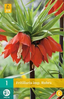 LILLESIBUL JUB PÜVILILL FRITILLARIA RUBRA 1TK PAKIS