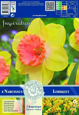 LILLESIBUL KAPITEYN SUURE LISAKROONIGA NARTSISS "LORIKEET"