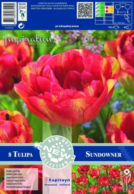 LILLESIBUL KAPITEYN HILINE TÄIDISÕIELINE TULP "SUNDOWNER"