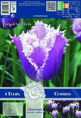 LILLESIBUL KAPITEYN NARMASÕIELINE TULP "CUMMINS"