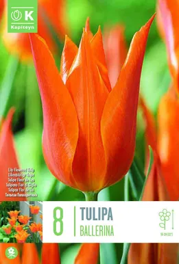 LILLESIBUL KAPITEYN LIILIAÕIELINE TULP "BALLERINA"