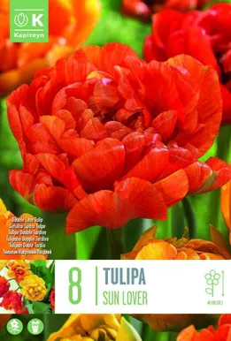 LILLESIBUL KAPITEYN TÄIDISÕIELINE TULP "SUN LOVER"