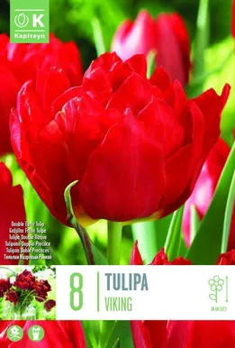 LILLESIBUL KAPITEYN TÄIDISÕIELINE TULP "VIKING"