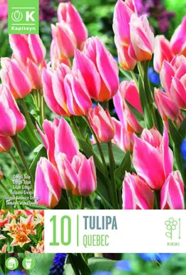 LILLESIBUL KAPITEYN GREIGI TULP "QUEBEC"