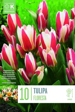 LILLESIBUL KAPITEYN KAUFMANNI TULP "FLORESTA"