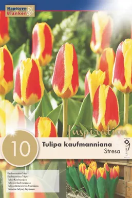 LILLESIBUL KAPITEYN KAUFMANNI TULP "STRESA"