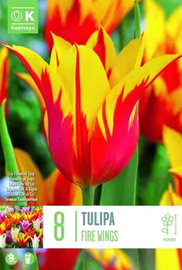 LILLESIBUL KAPITEYN LIILIAÕIELINE TULP "FIRE WINGS"
