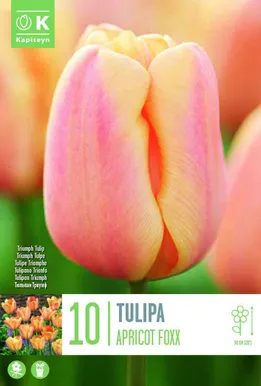 LILLESIBUL KAPITEYN TRIUMFTULP "APRICOT FOXX"