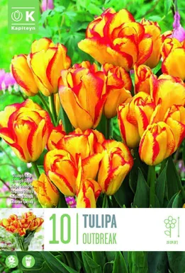 LILLESIBUL KAPITEYN TRIUMFTULP "DWARF OUTBREAK"