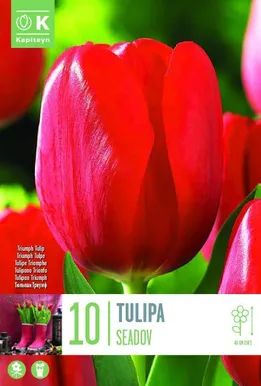LILLESIBUL KAPITEYN TRIUMFTULP "SEADOV"