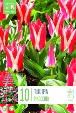 LILLESIBUL KAPITEYN GREIGI TULP "PINOCCHIO"